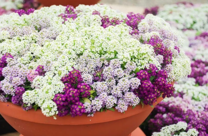 想在英国种花，该怎么选？快来为你的春日增添色彩吧！